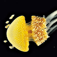 Exposição sobre a preservação de espécies marinhas