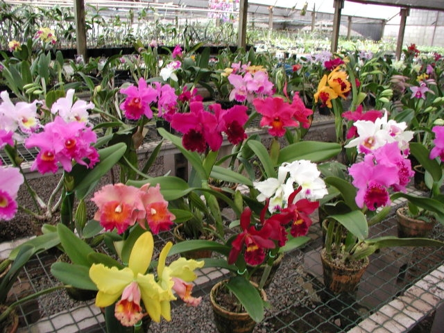 Exposição de orquídeas tem entrada gratuita