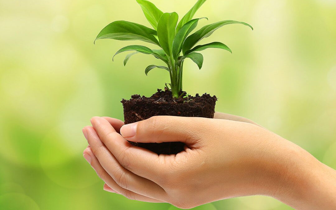 SEE cria Conselho Estadual de Educação Ambiental