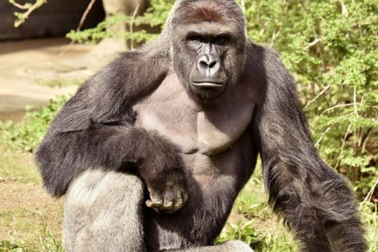 Uma divertida opção para férias. Que tal zoológico de SP?