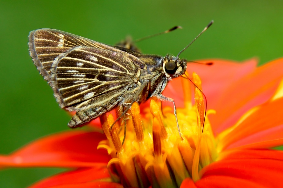 Exposição fotográfica na USP mostra a importância dos insetos