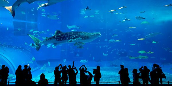 Aquário de Ubatuba capacitará professores de escolas públicas