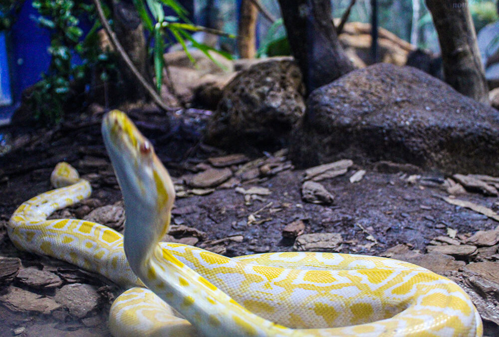 Butantan: experiência pedagógica marcante para a vida inteira