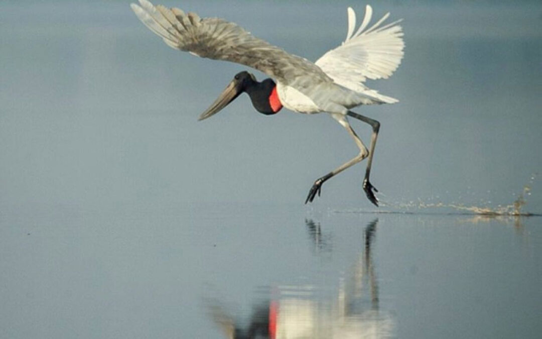 “Documenta Pantanal” oferece aulas online sobre fauna e flora