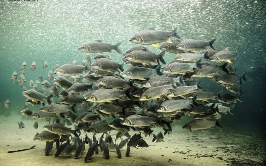 Documenta Pantanal online da maior feira de arte da AL