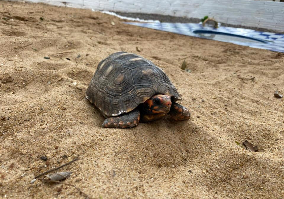 Osvaldo Cruz celebra o ‘Dia Mundial do Meio Ambiente’