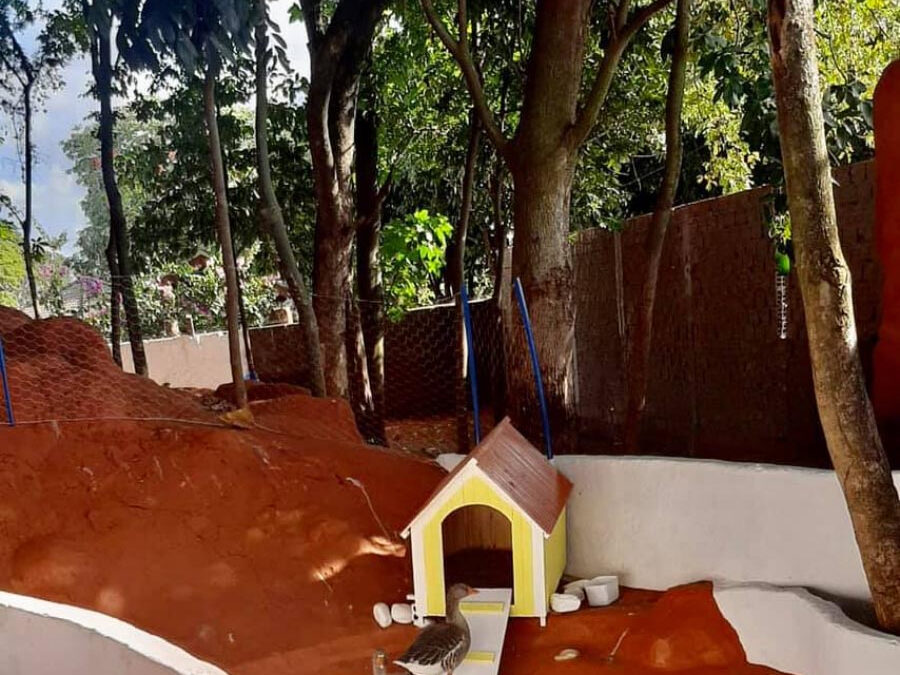 Dia da árvore será celebrado com ação educativa em Osvaldo Cruz