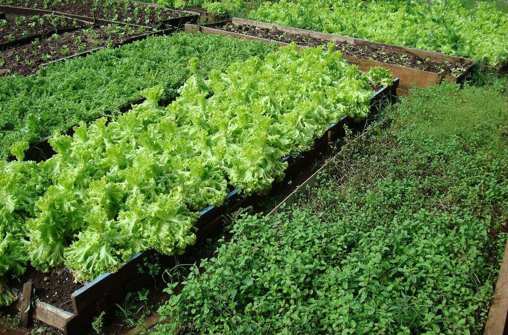 Azuaite propõe criação de Hortas Comunitárias