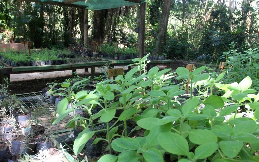 Escola Estadual de Jacareí distribui mudas em ação sustentável