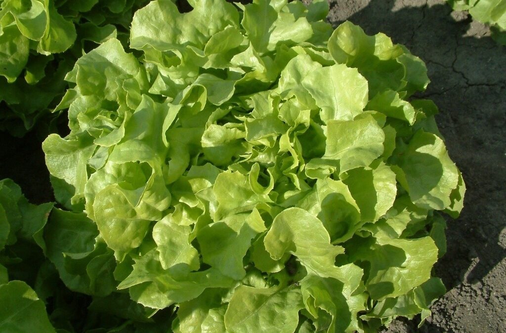 Educadora vai além da sala de aula e incentiva a alimentação saudável